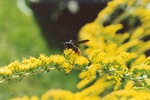 64. Close-up of a goldenrod flower and visitor.