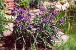 65. Spiderwort plant is a good garden plant. by L. Michael Hill Ph.D.